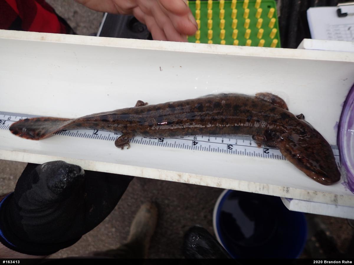 Common Mudpuppy
