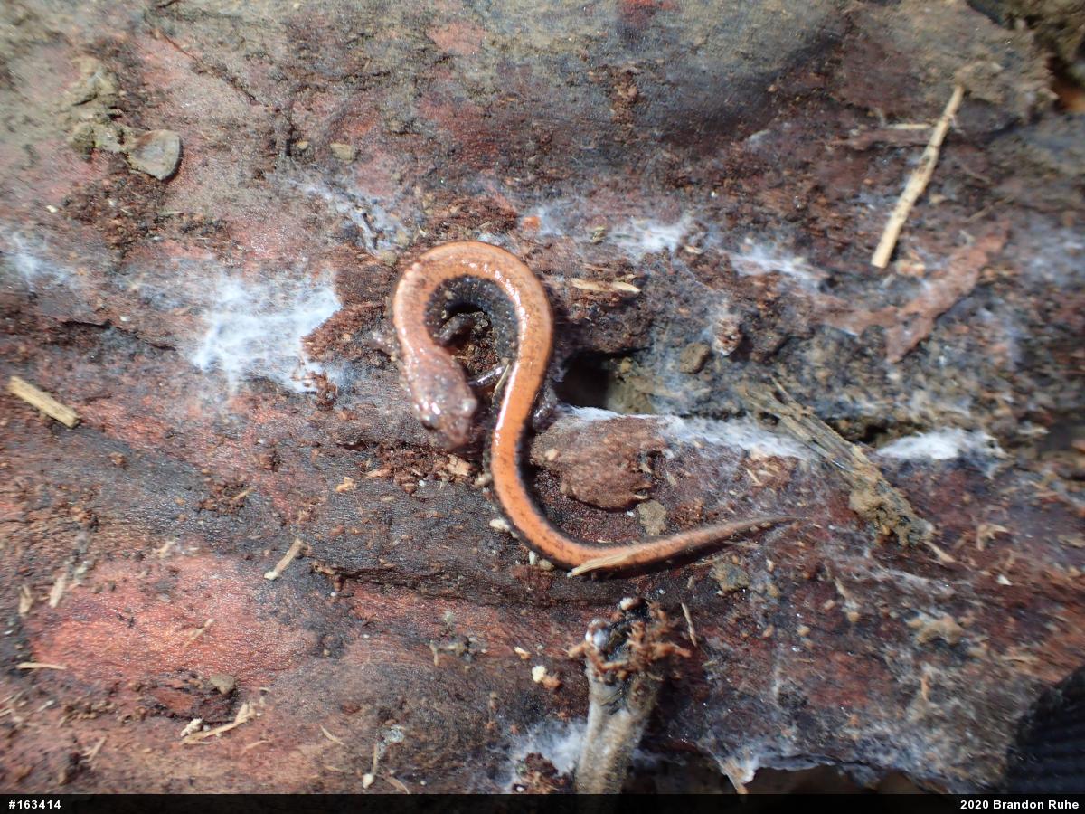 Eastern Red-backed  Salamander