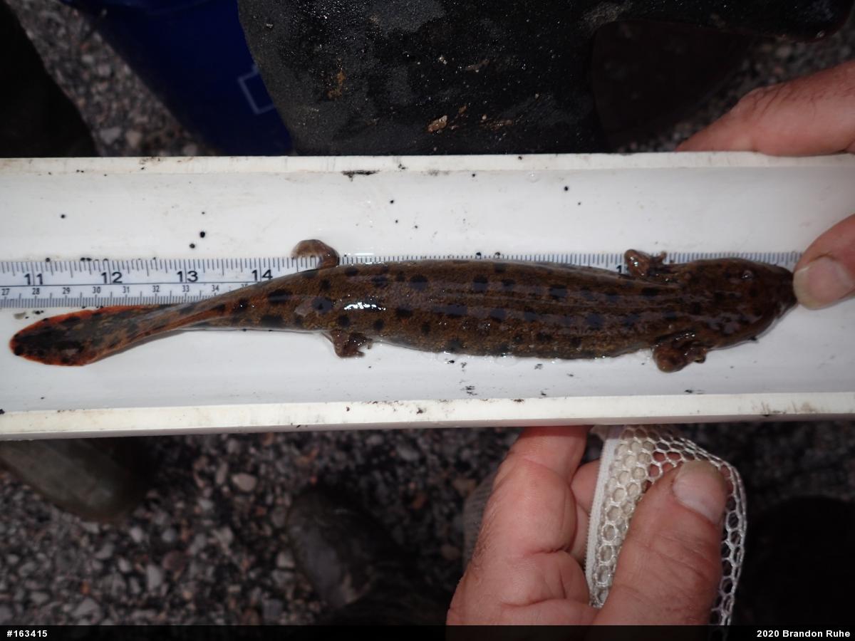Common Mudpuppy