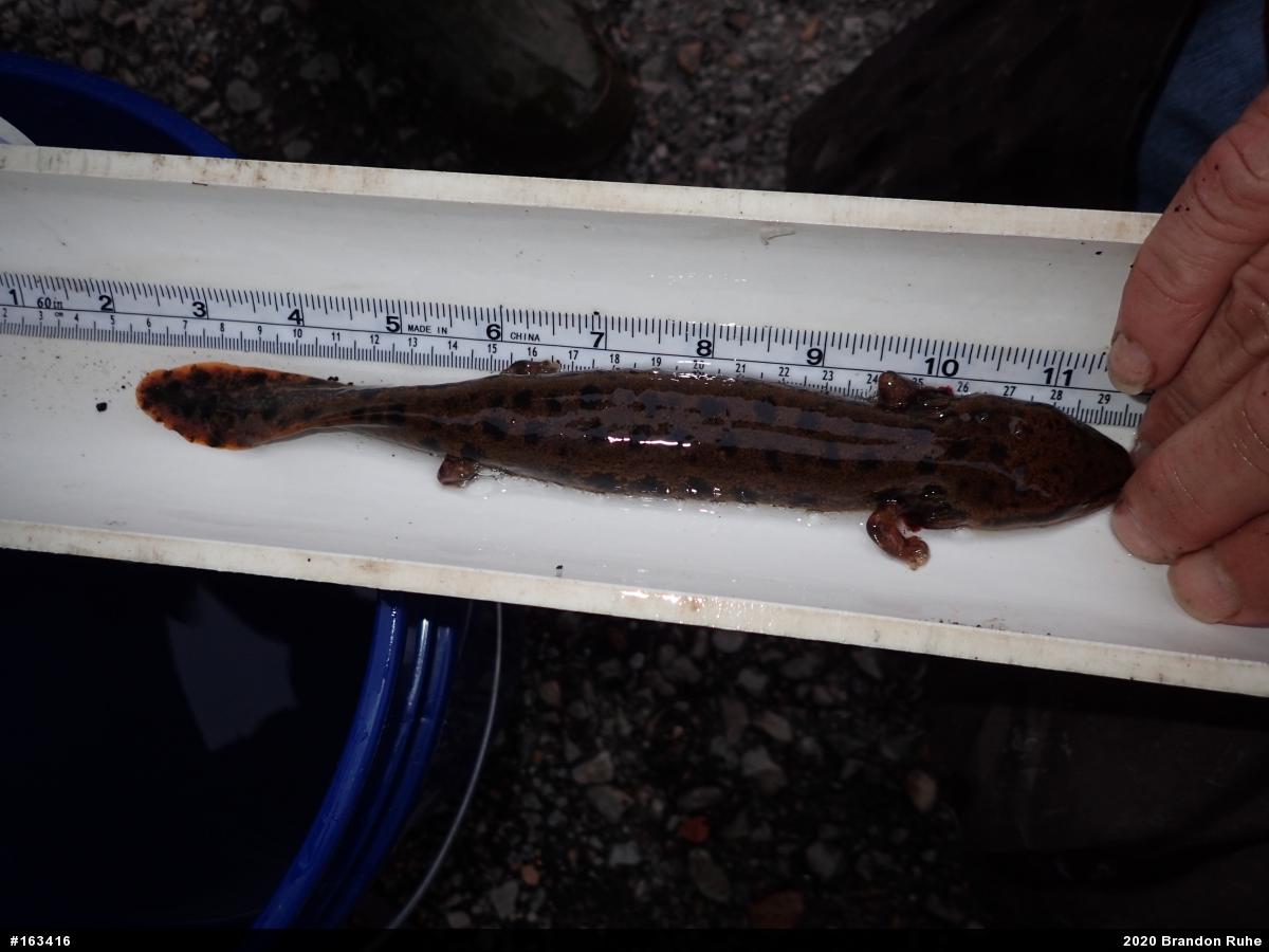 Common Mudpuppy