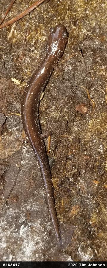 Eastern Red-backed  Salamander
