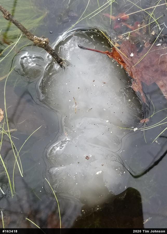 Spotted Salamander