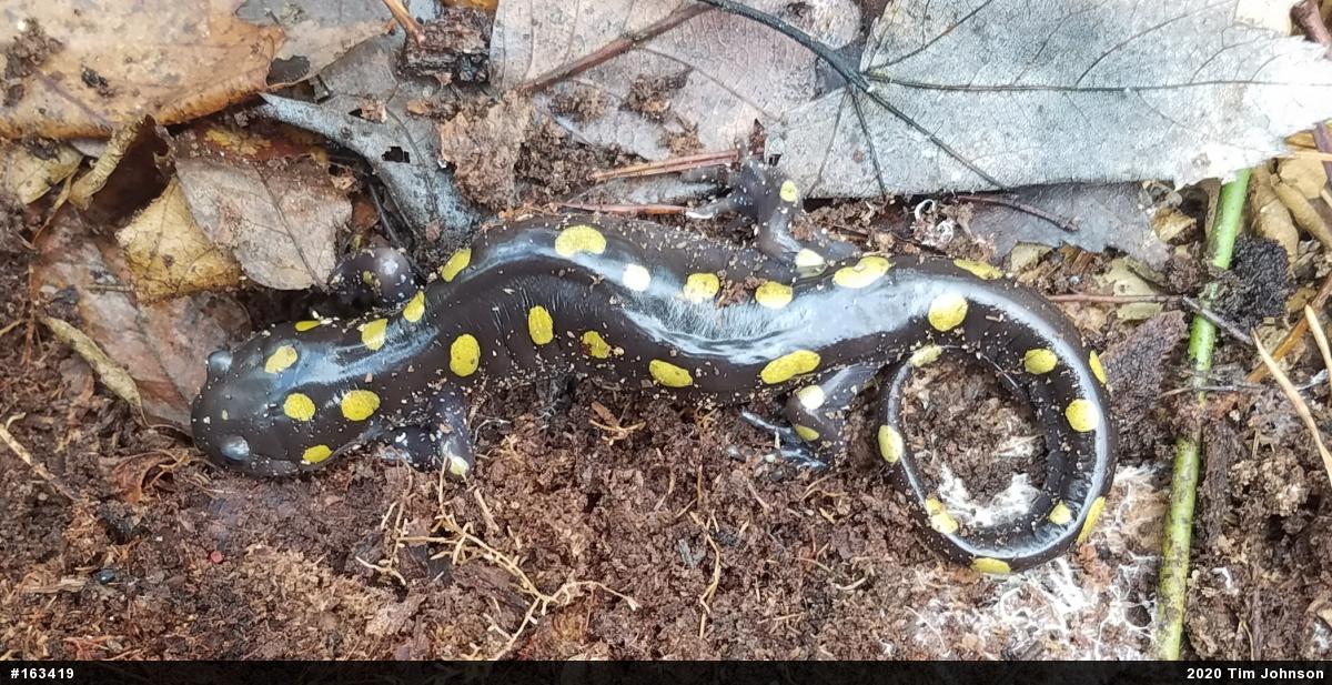 Spotted Salamander
