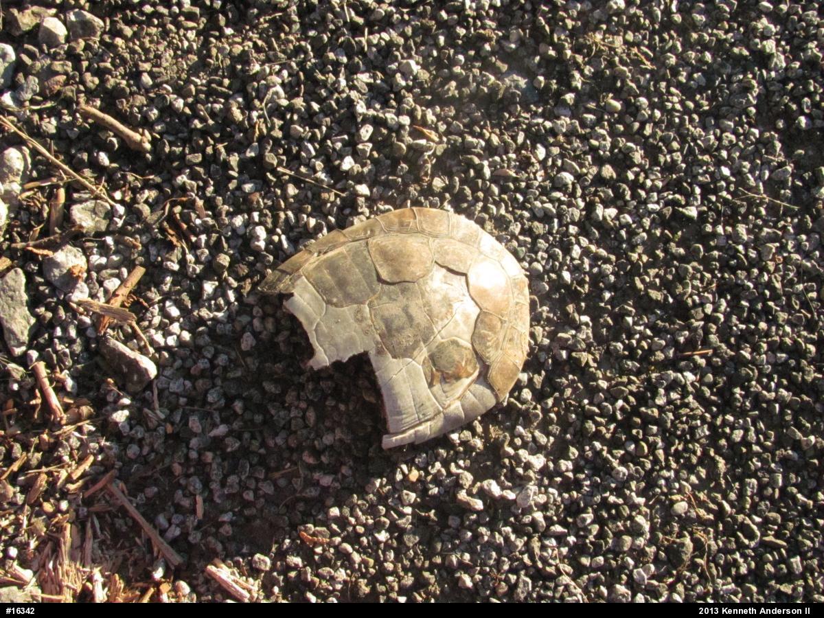 Midland Painted Turtle