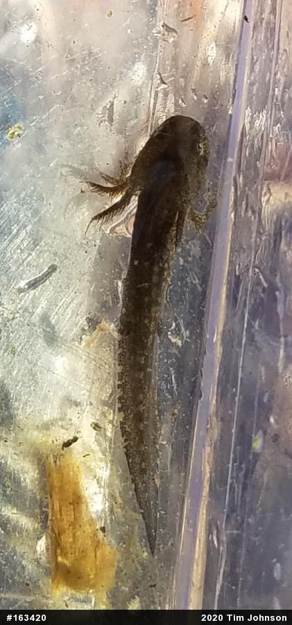 Marbled Salamander