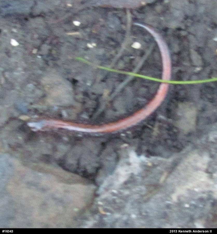 Eastern Red-backed  Salamander