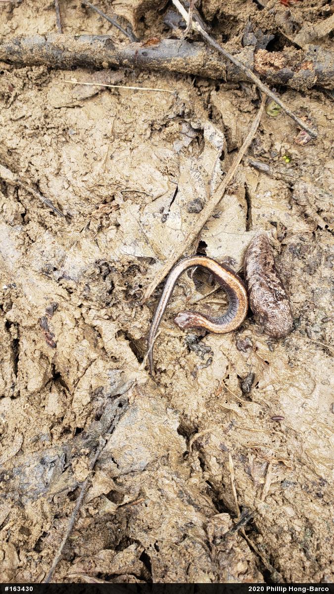Eastern Red-backed  Salamander