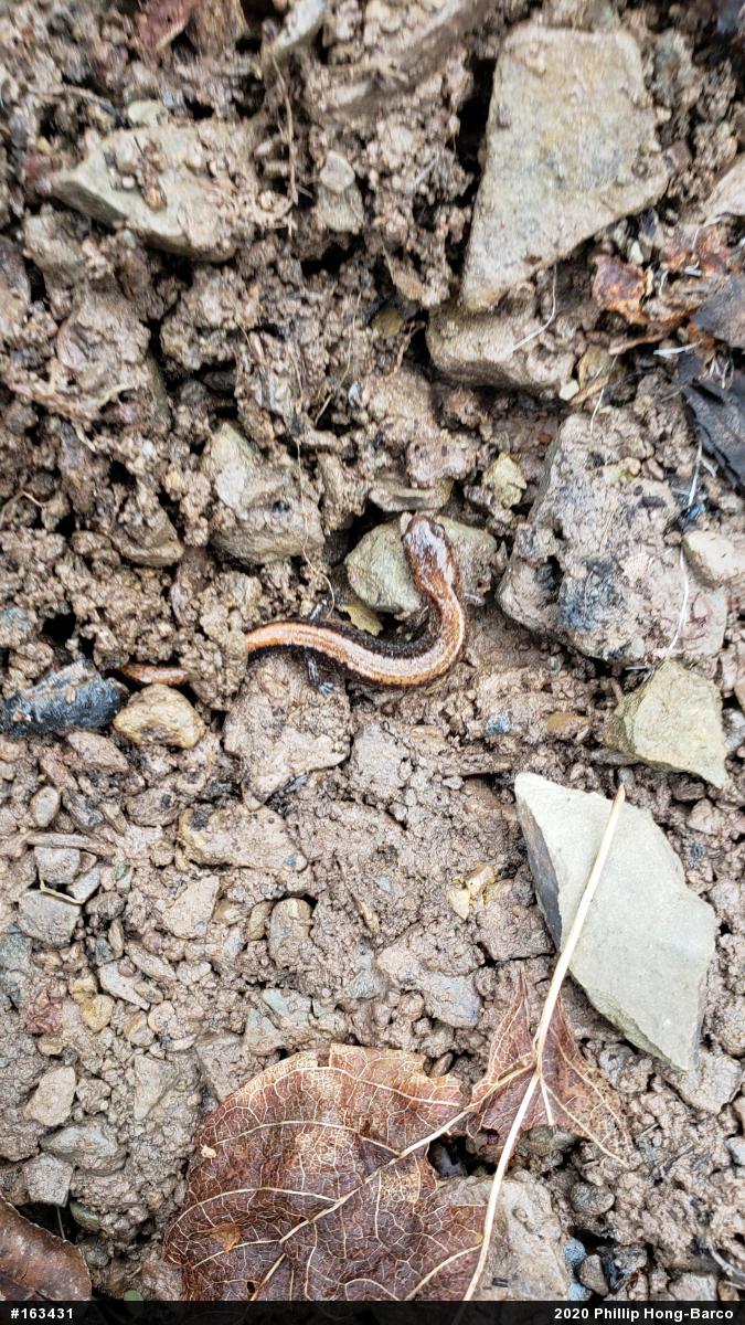 Eastern Red-backed  Salamander
