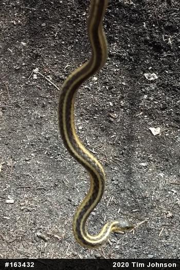 Eastern Gartersnake
