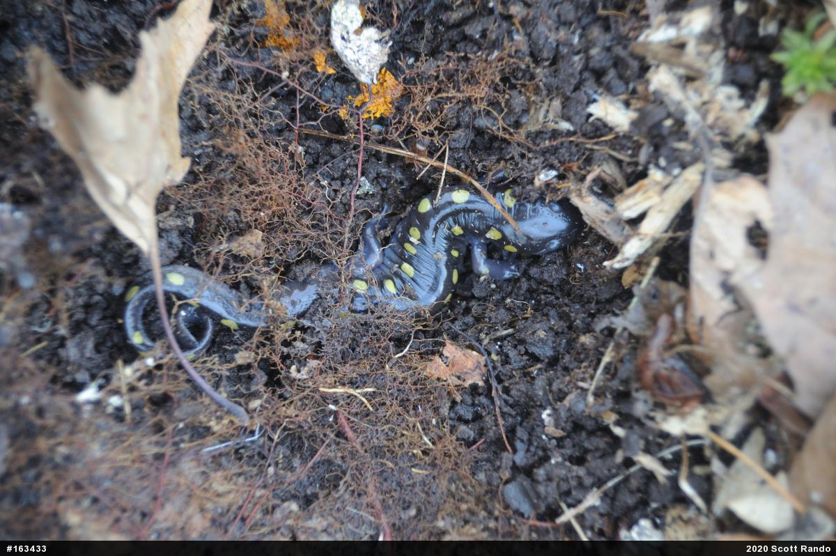 Spotted Salamander