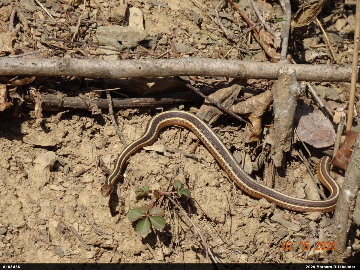 Eastern Ribbonsnake