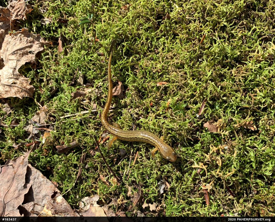 Northern Two-lined Salamander