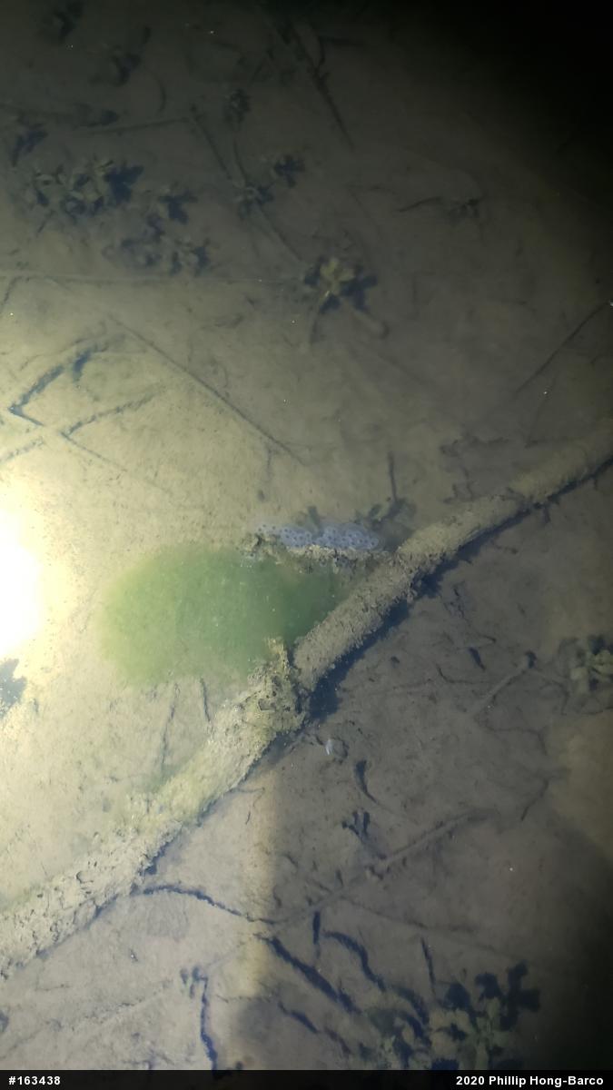 Spotted Salamander