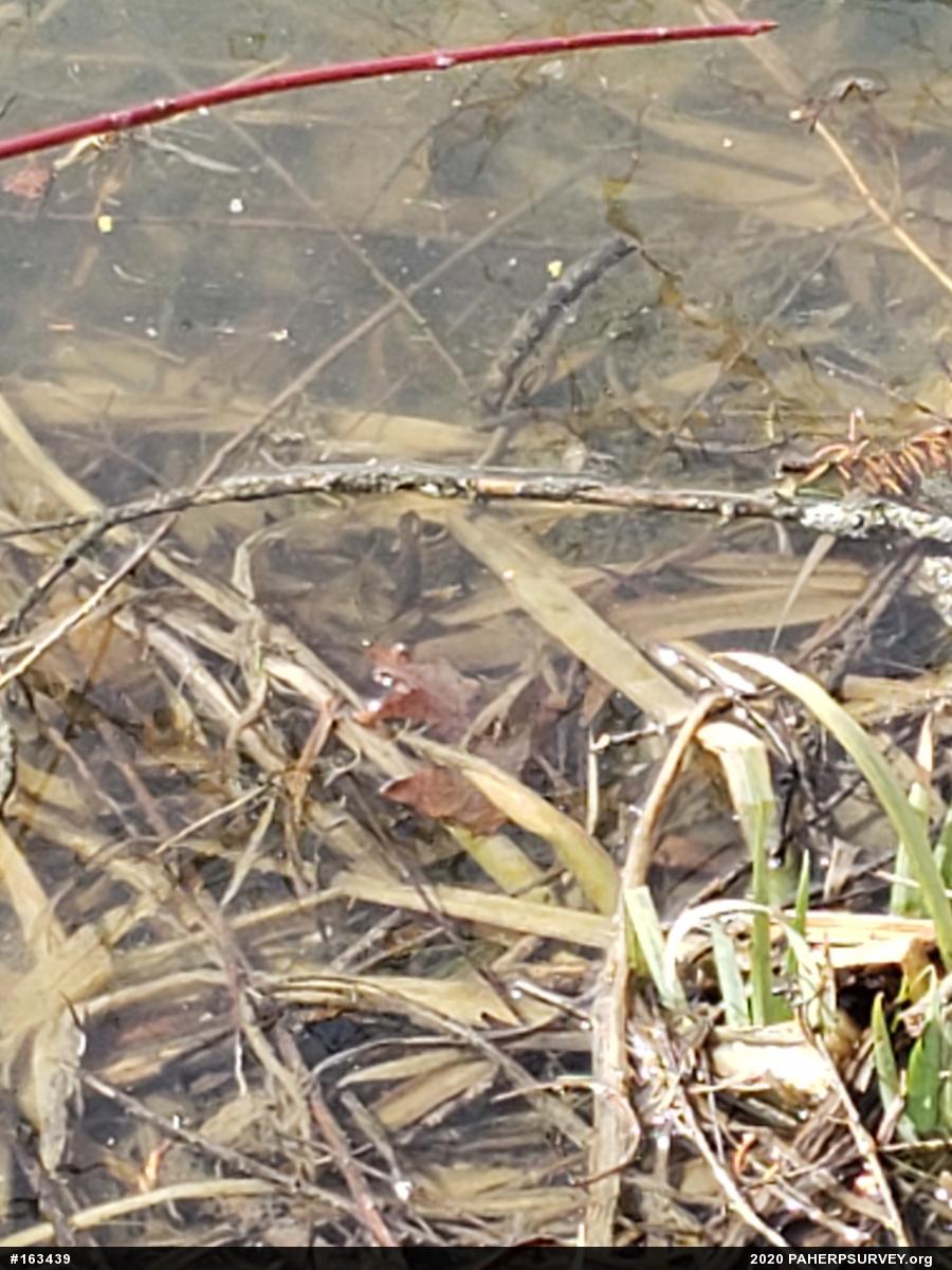 Red-spotted Newt