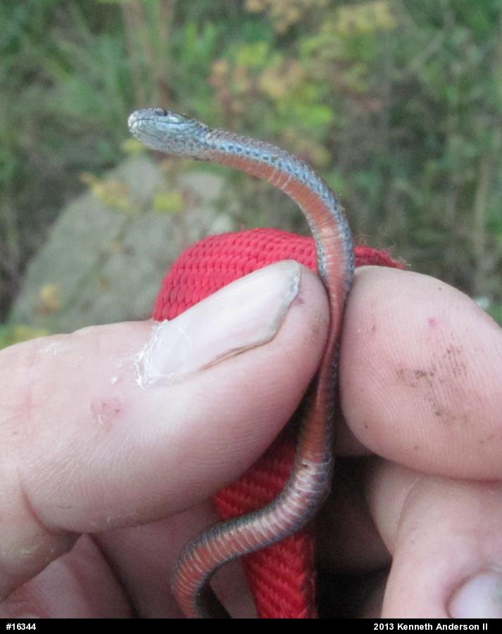 Red-bellied Snake