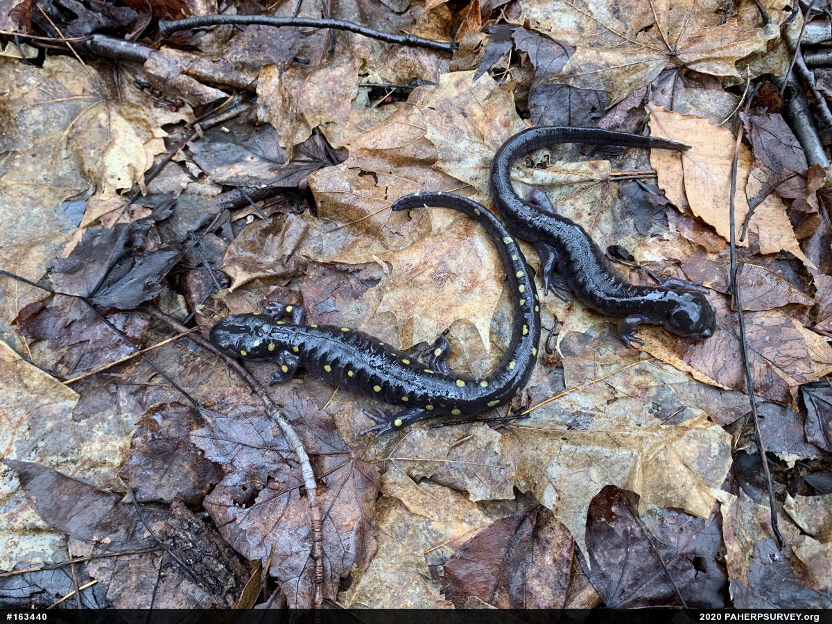 Spotted Salamander