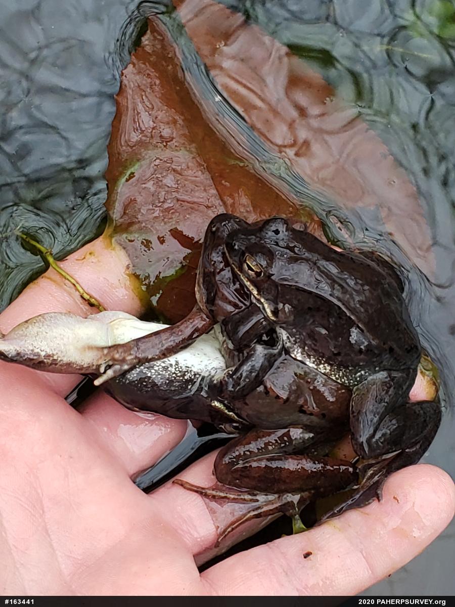 Wood Frog