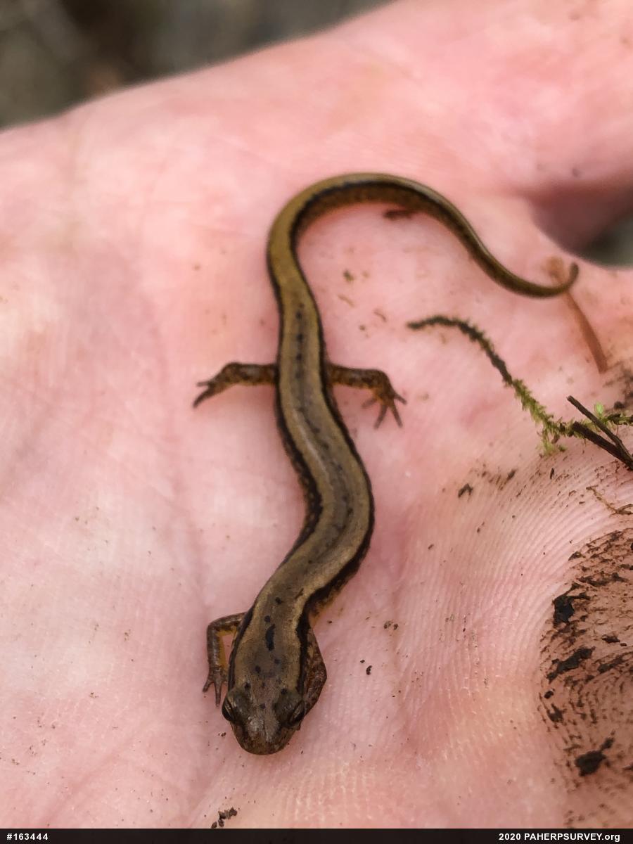 Northern Two-lined Salamander