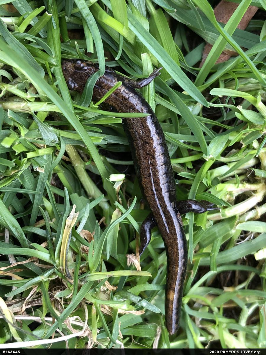 Allegheny Mountain Dusky Salamander