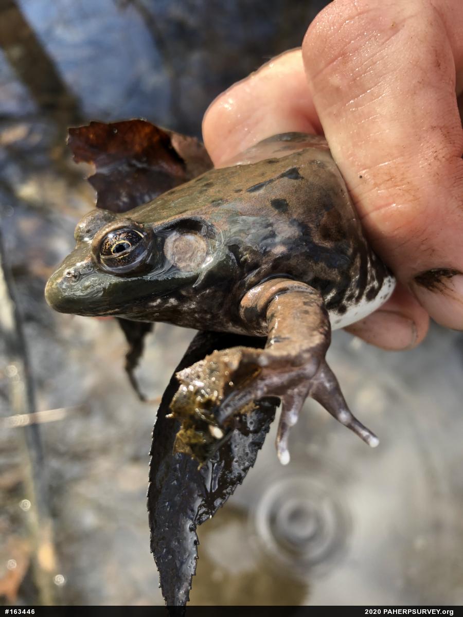 Green Frog