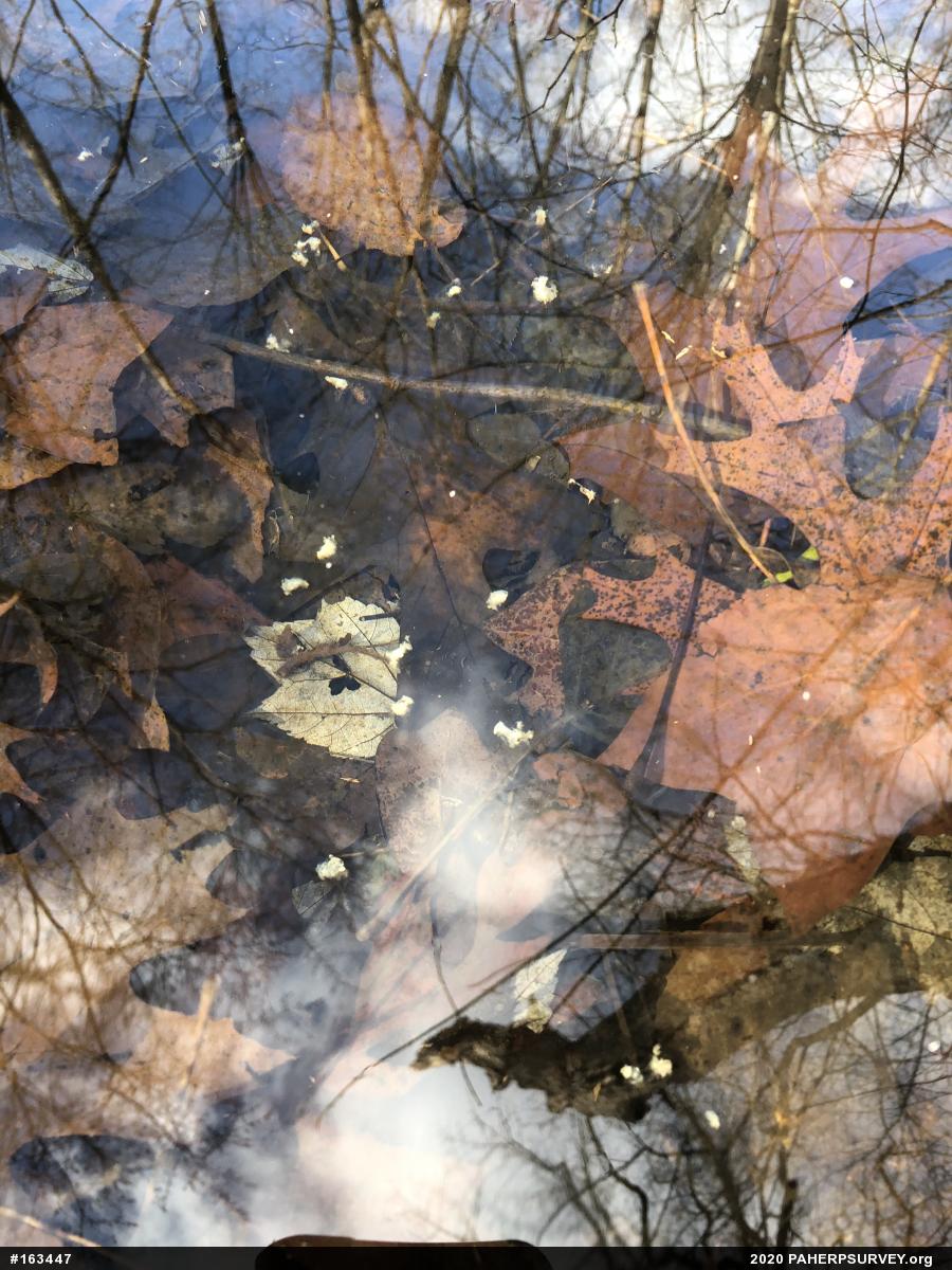 Spotted Salamander