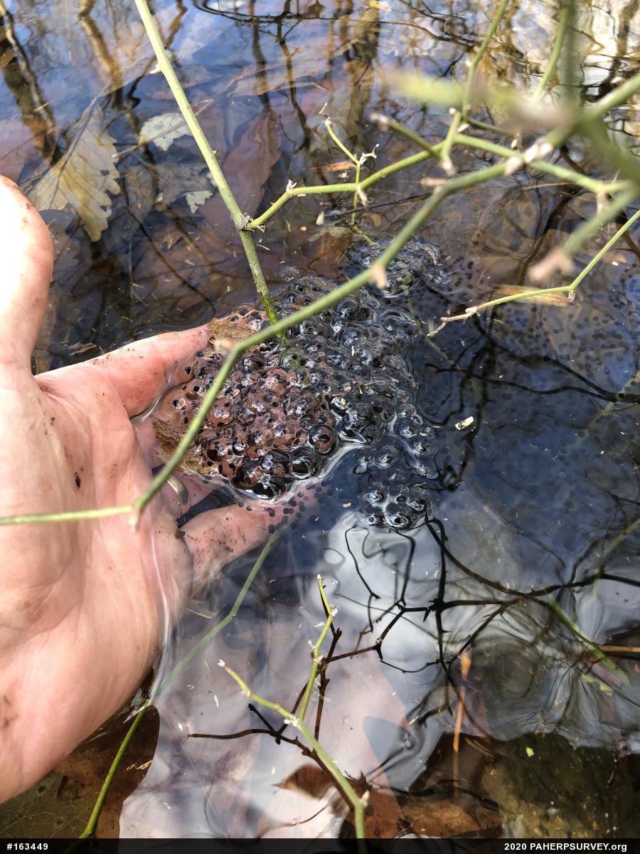 Wood Frog