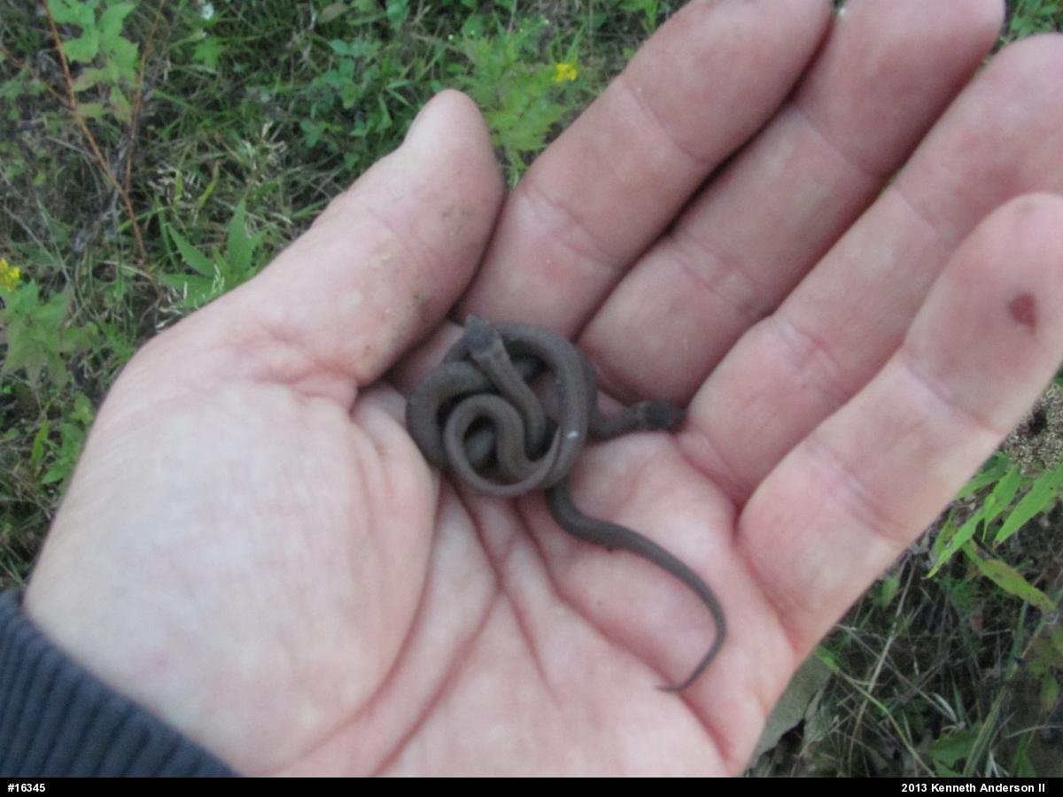 Dekay's Brownsnake