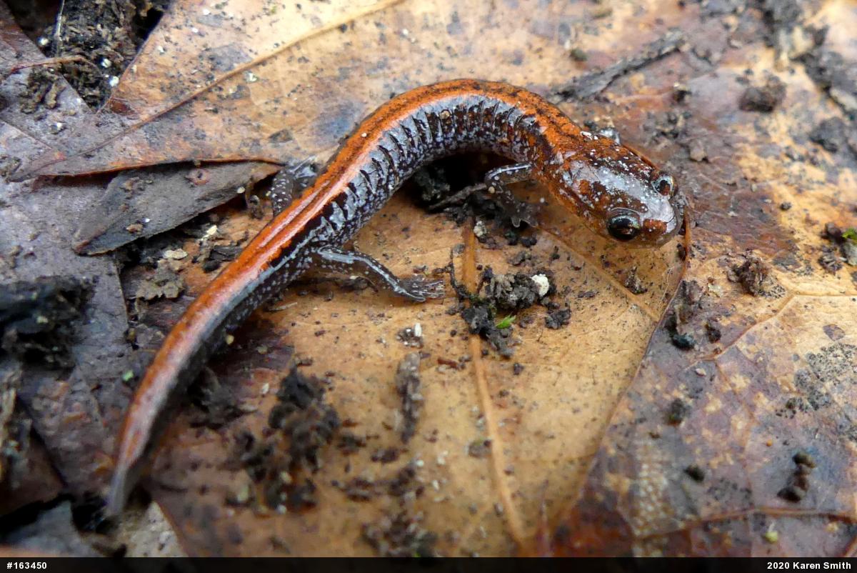 Eastern Red-backed  Salamander