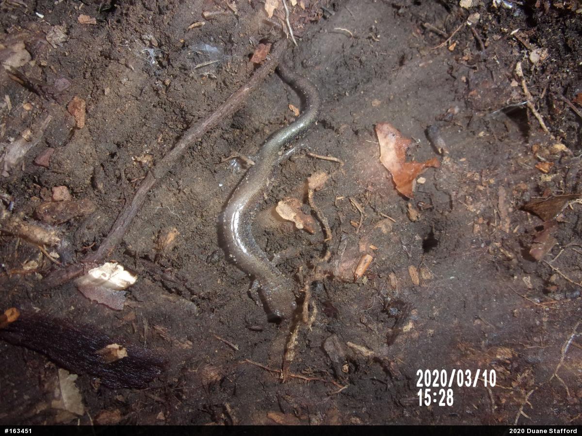 Eastern Red-backed  Salamander
