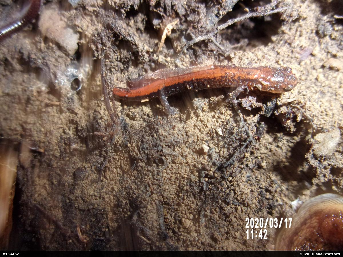 Eastern Red-backed  Salamander
