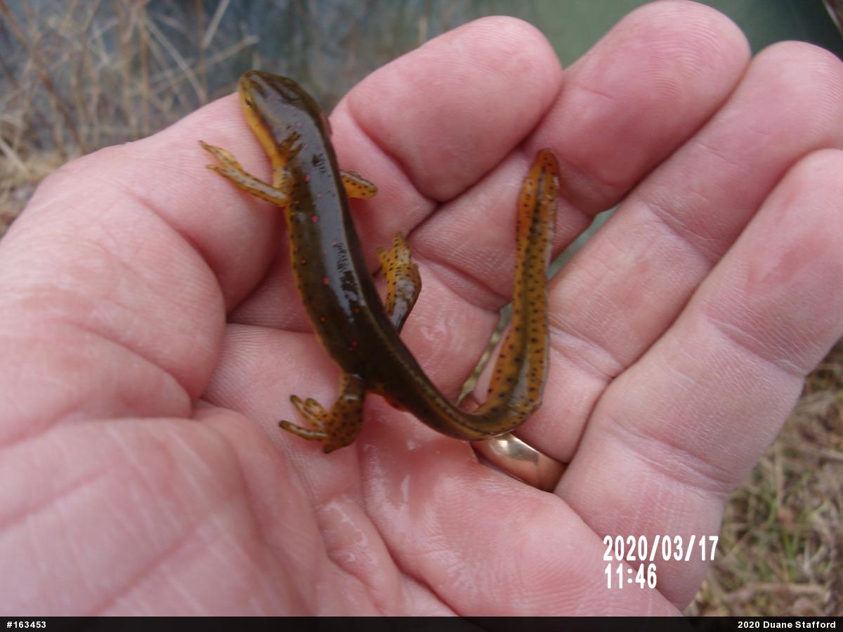 Red-spotted Newt