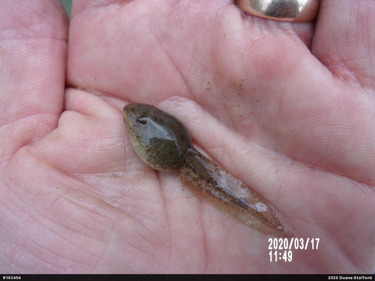 Green Frog