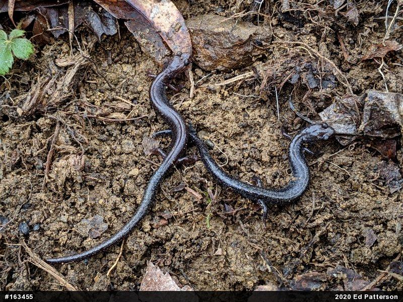 Valley And Ridge Salamander