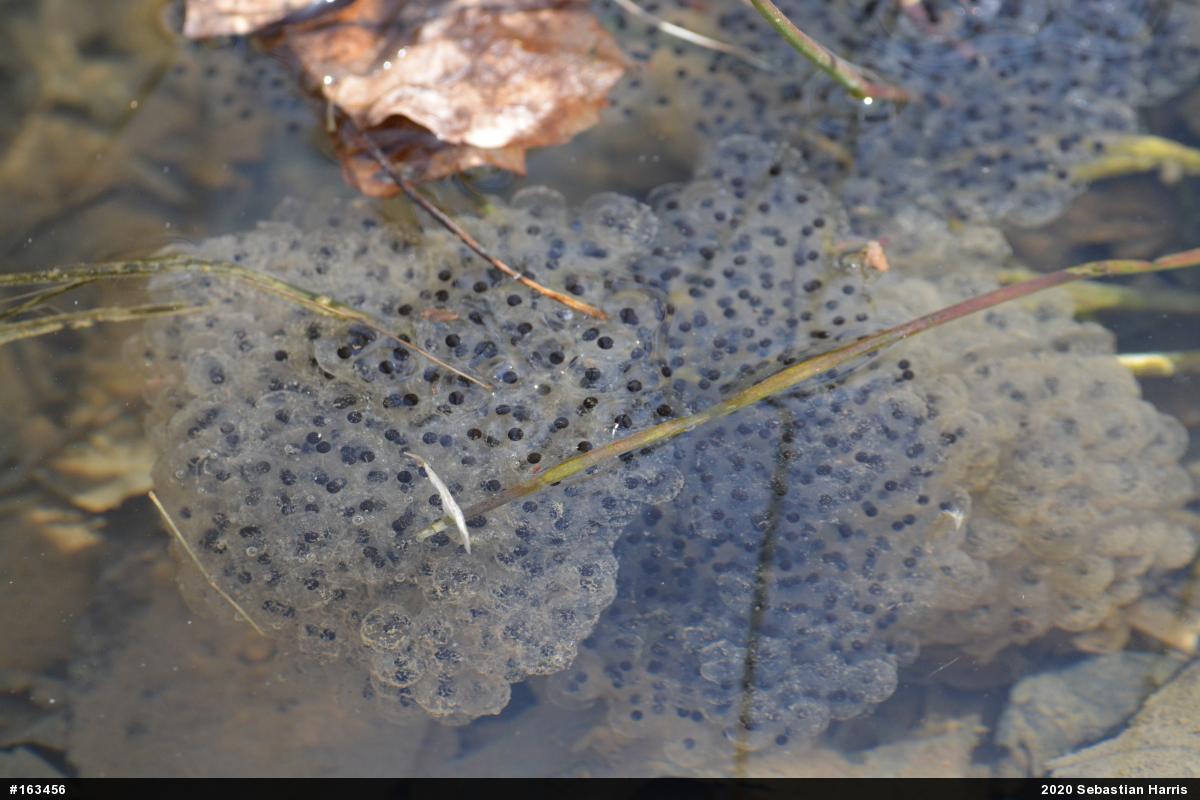 Wood Frog
