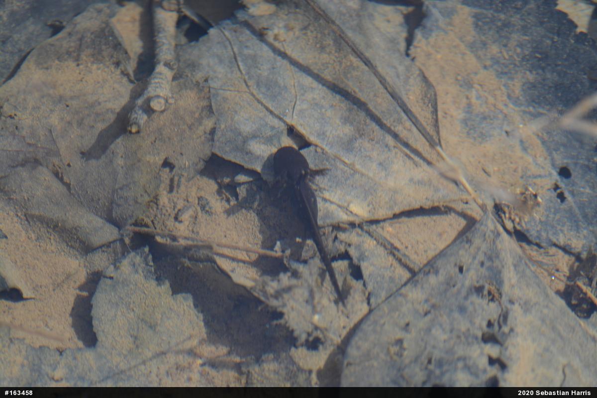 Mole Salamanders