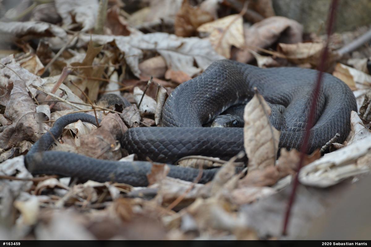 Eastern Ratsnake