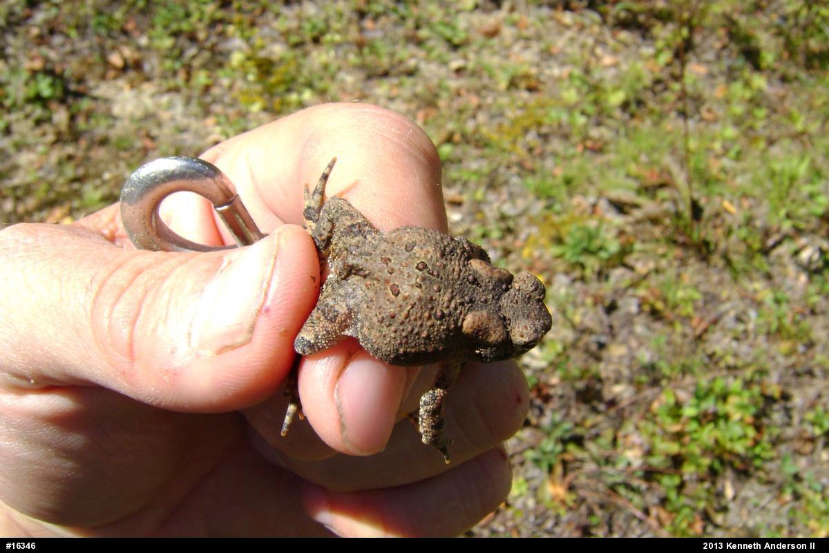 Eastern American Toad