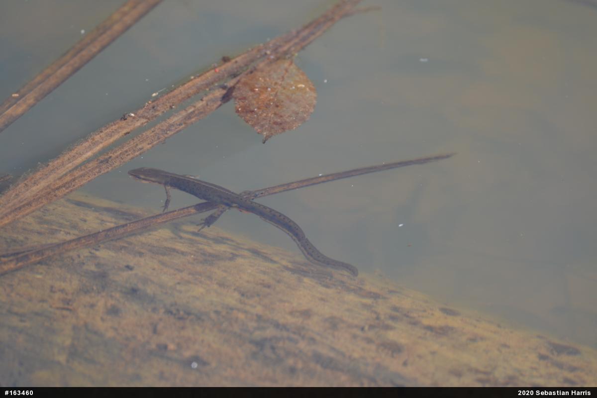 Red-spotted Newt
