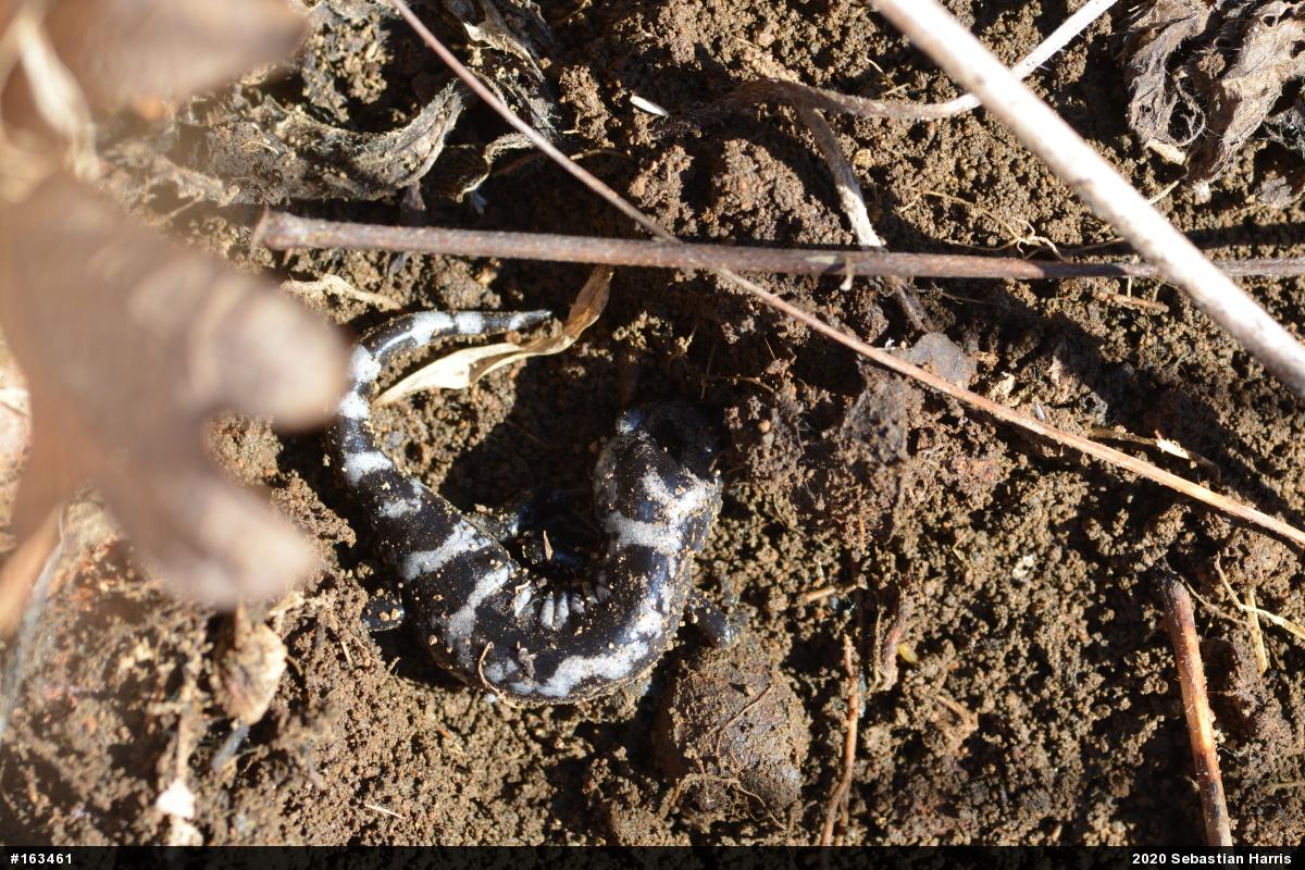 Marbled Salamander