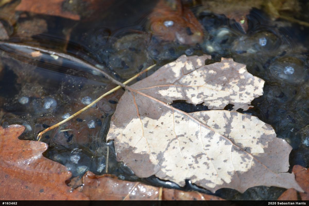 Wood Frog