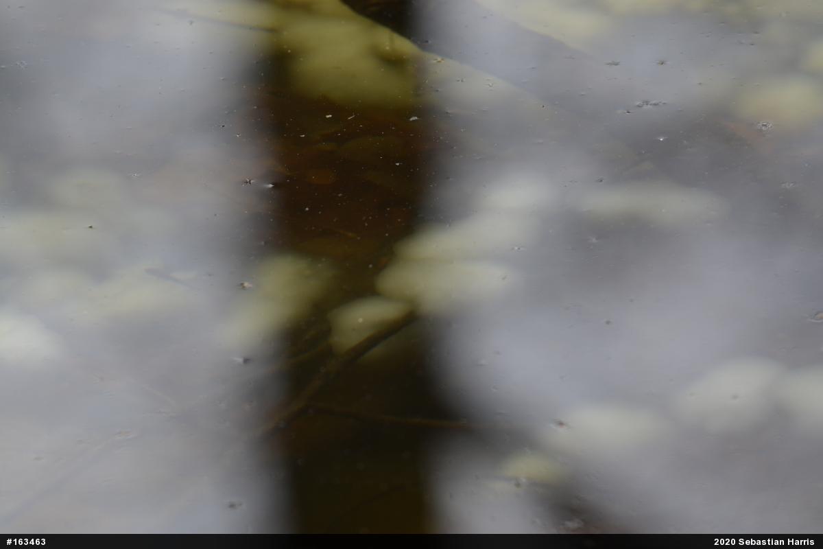 Spotted Salamander