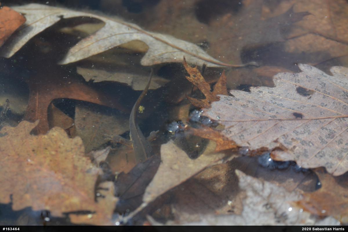 Red-spotted Newt