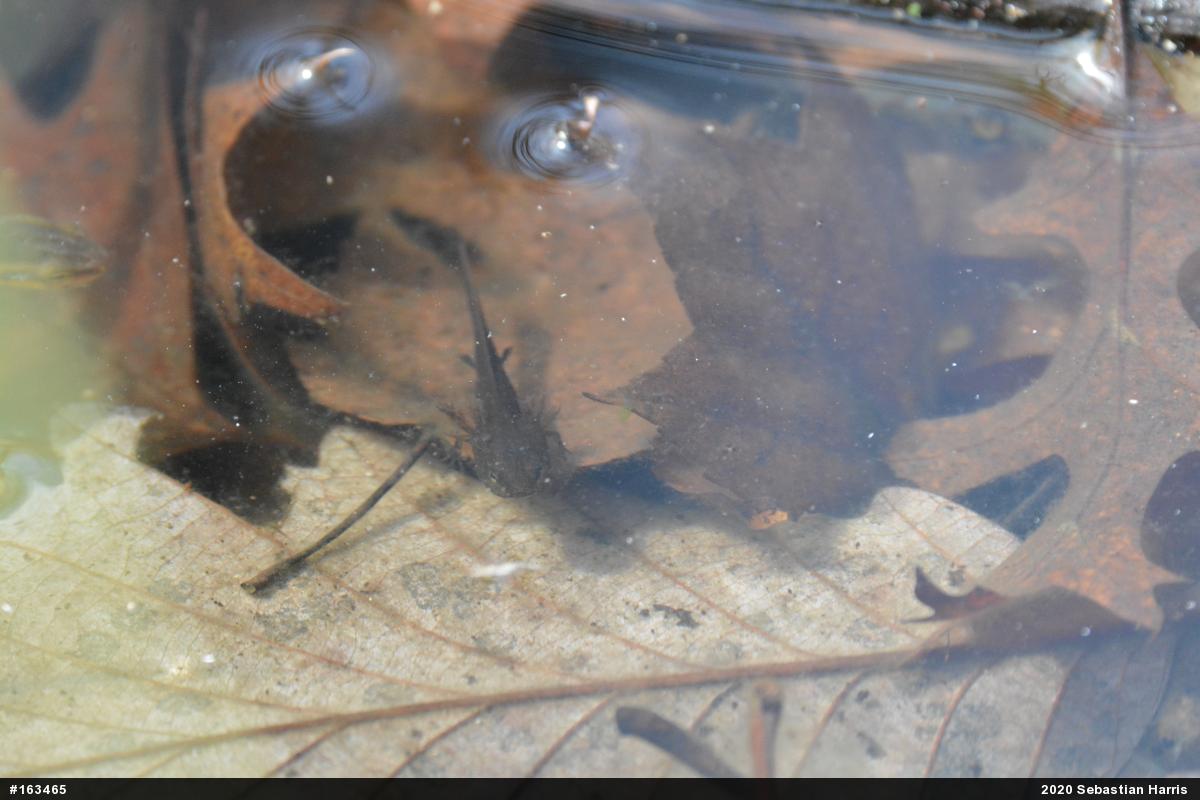 Mole Salamanders