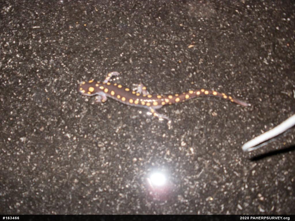Spotted Salamander