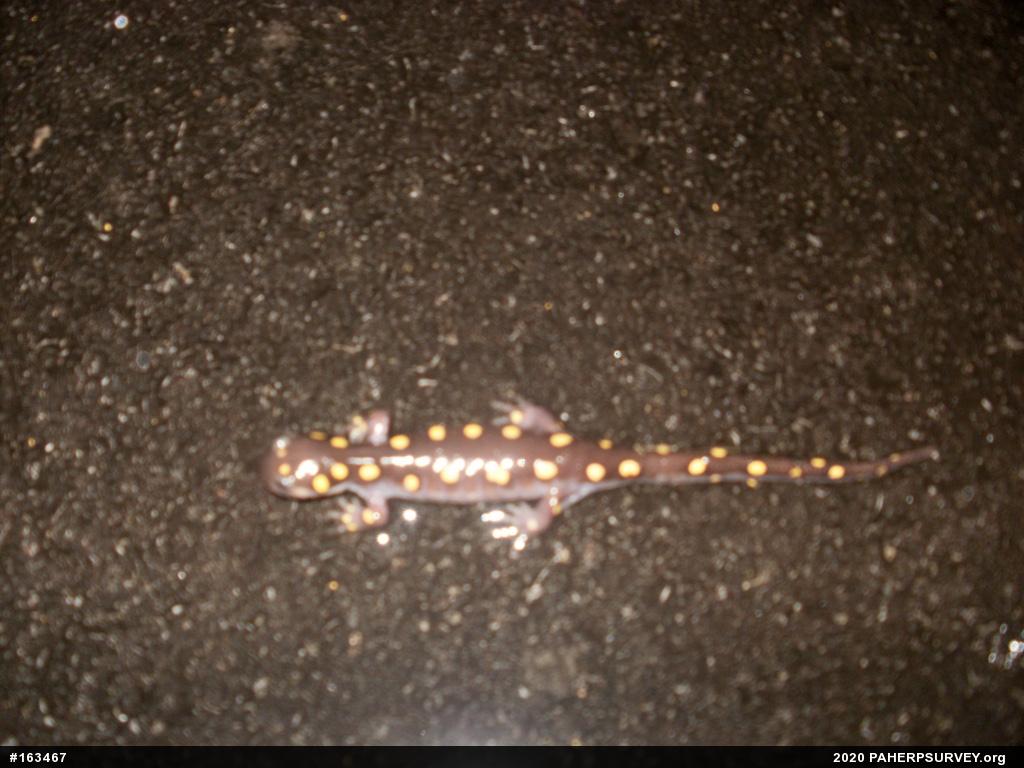 Spotted Salamander