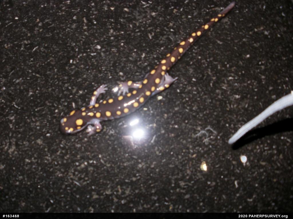 Spotted Salamander