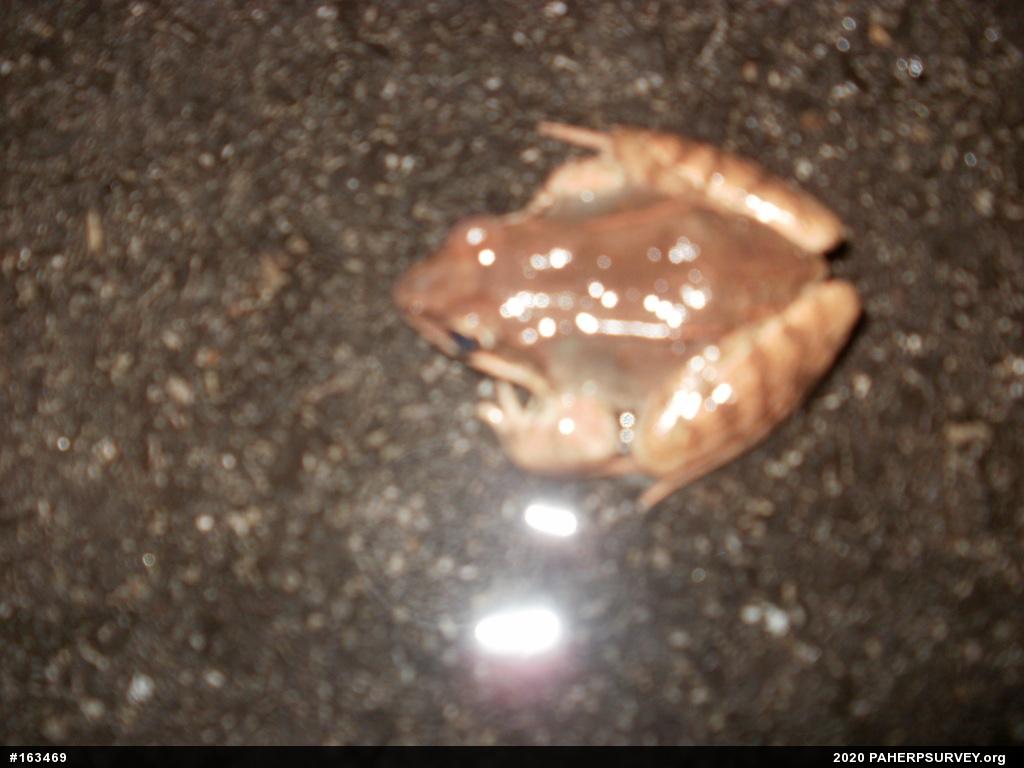 Wood Frog