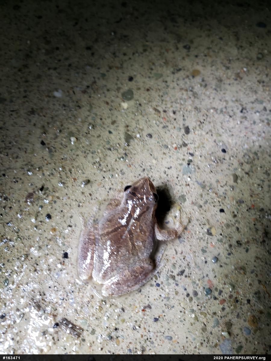 Spring Peeper
