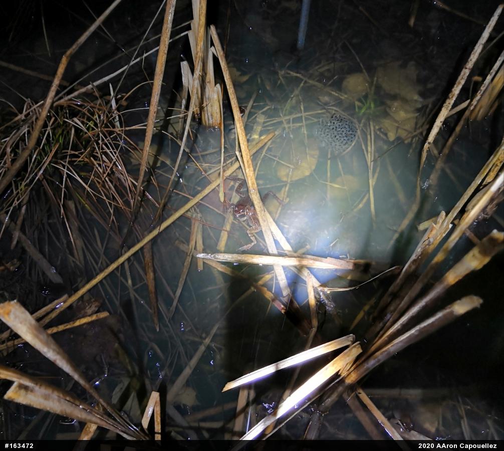Wood Frog