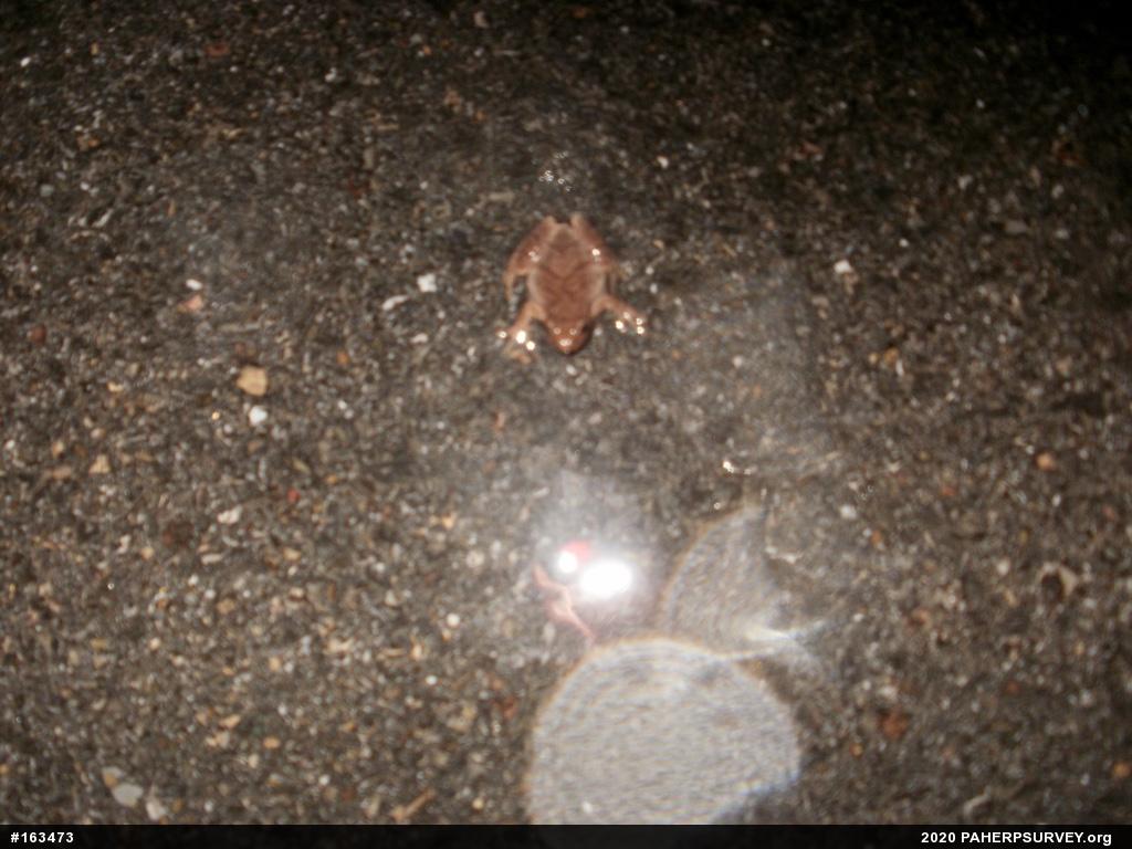 Spring Peeper